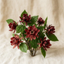 Calycanthus