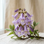 Paulownia