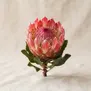 Protea