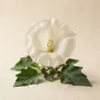 Datura