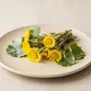 Tussilago farfara