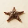 Estrela-do-Mar