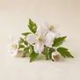 Clematis