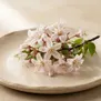 Flor de Carambola
