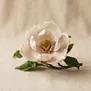 Magnolia brooklynensis