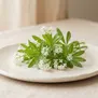 Asperula ou Galium odoratum