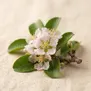 Flor de Acerola