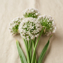 Flor de Alho