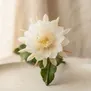 Orquídea Cacto