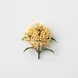 Osmanthus absoluto