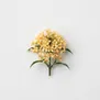 Osmanthus absoluto