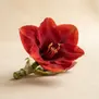Amaryllis