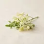 Flor de Moringa