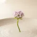 Notas Ozônicas