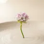 Notas Ozônicas