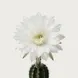 Flor de Cáctus