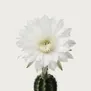 Flor de Cáctus