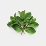 Menta