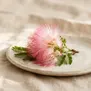 Flor de Acácia-de-Constantinopla