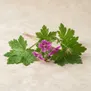 Geranium macrorrhizum (Zdravetz)
