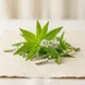 Verbena