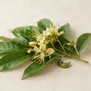 Swartzia