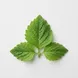 Folha de Patchouli