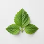 Folha de Patchouli