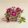 Dianthus