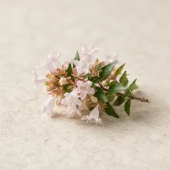 Abelia