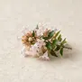Abelia
