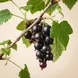 Cassis