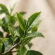 Chá Verde