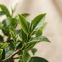 Chá Verde
