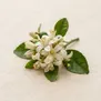 Flor de Chinotto