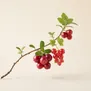 Frutos Vermelhos