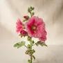 Malva-rosa
