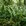 Muguet