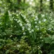 Muguet
