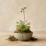Drosera