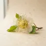 Flor de Kiwi