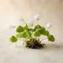 Oxalis