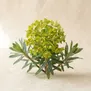 Euphorbia