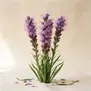 Liatris
