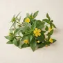 Turnera diffusa (Damiana)