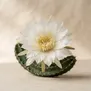 Cereus Noturno