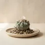 Peyote