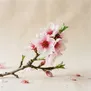 Flor de Pêssego