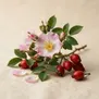 Rosa rubiginosa