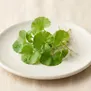 Centella Asiatica
